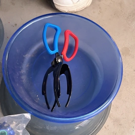 两齿鱼夹子一个。