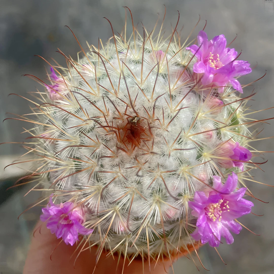丰明丸仙人球多肉植物