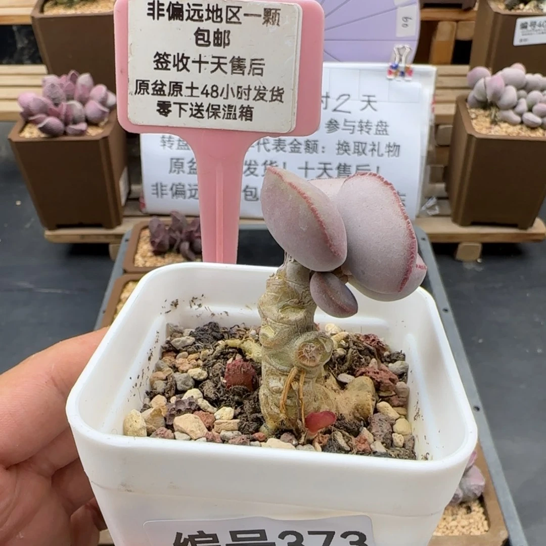 373白肌红蛋老桩