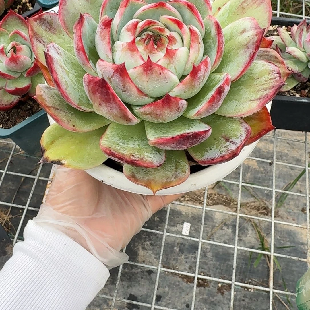 惊鸿仙子 3051.........