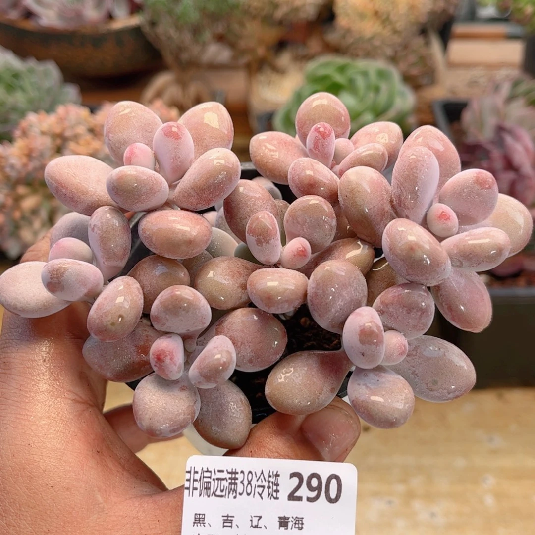 290桃蛋德华多肉