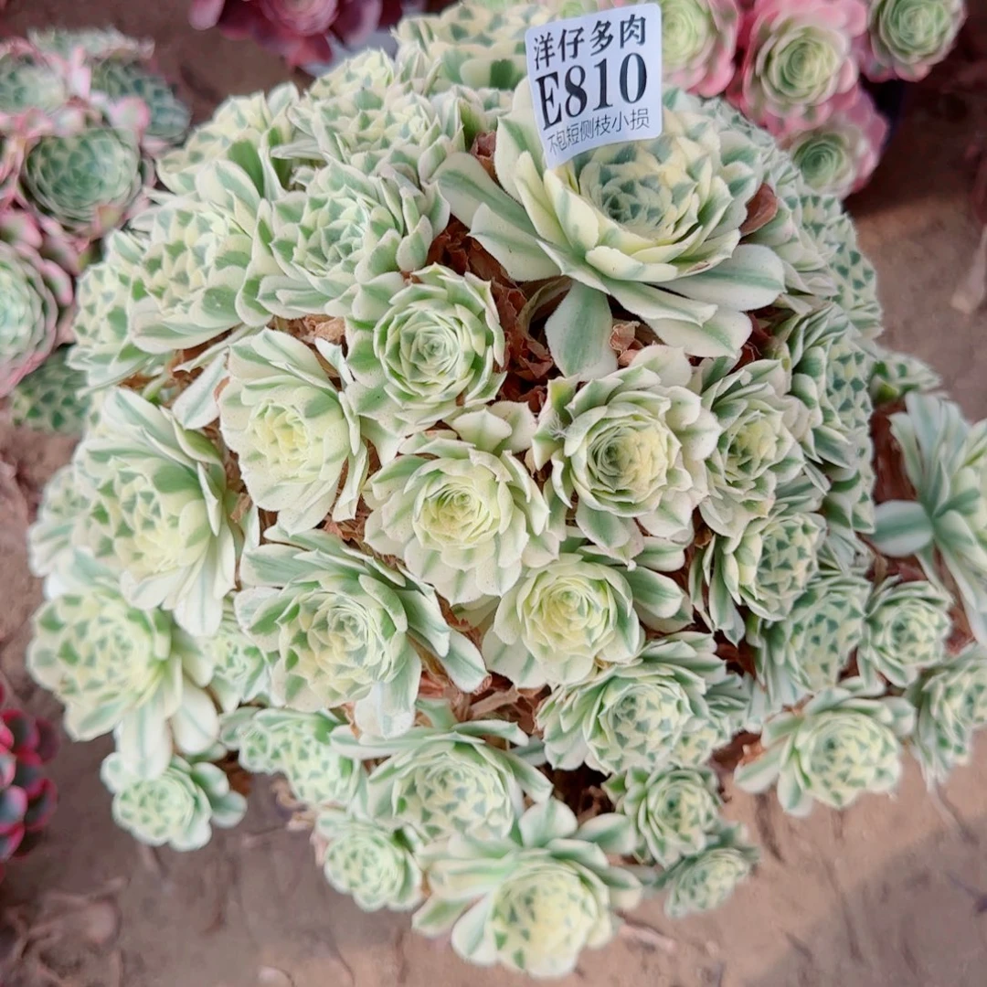 迈巴赫法师810冠幅28