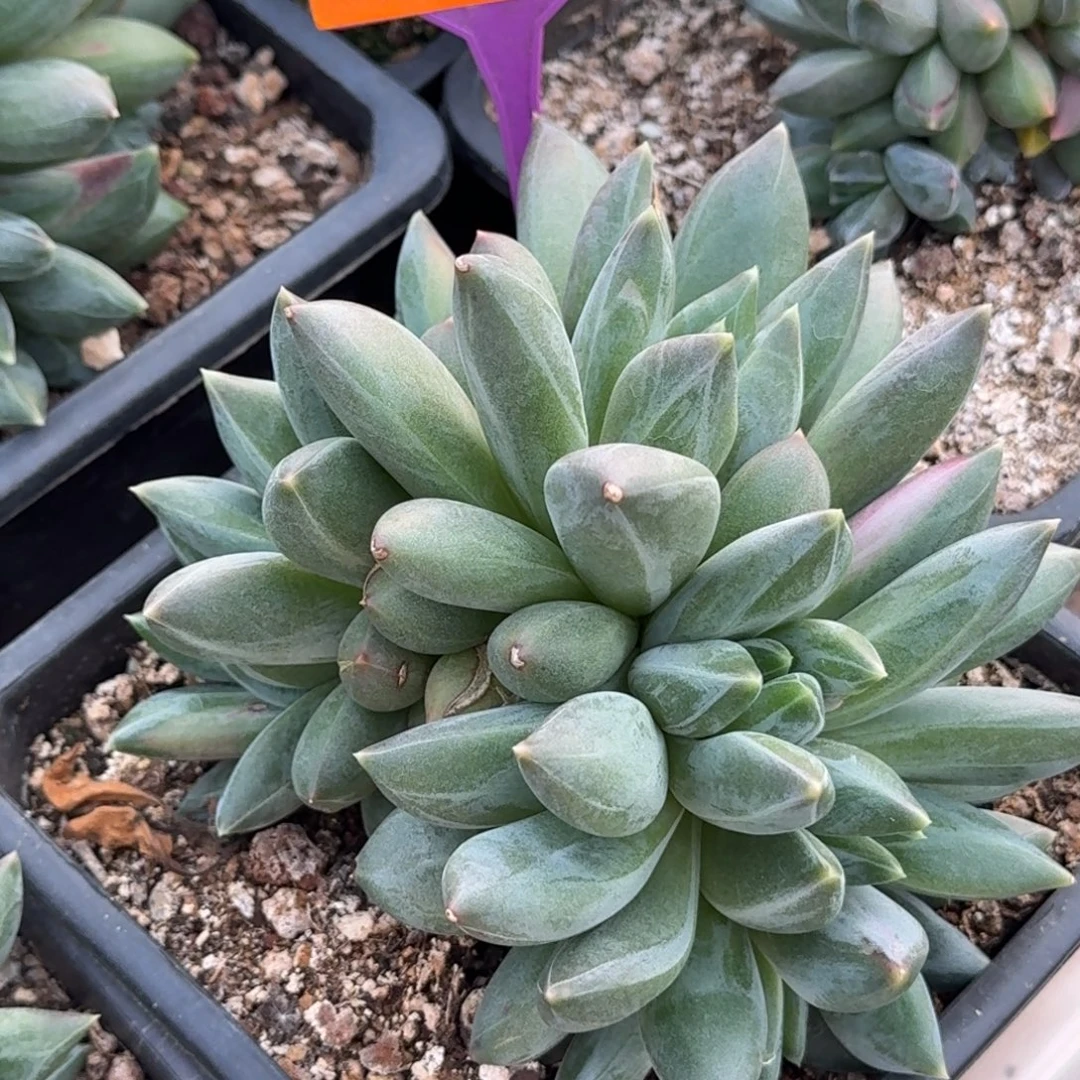 重楼一物一拍375.