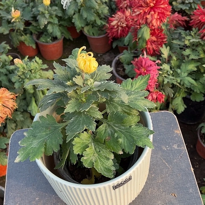 完全开放1111111111