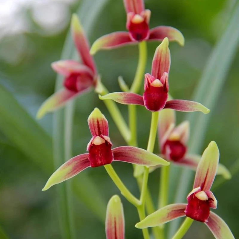 海岛桂香兰苑直播兰花精选【大国魂】建兰红素名品花开对版下月开花