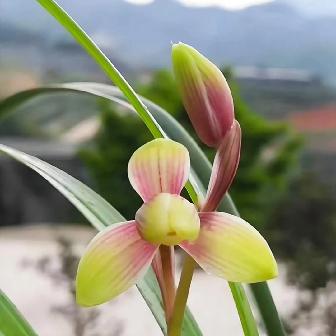 建兰铭品：红宋梅浓香复色梅瓣带花苞