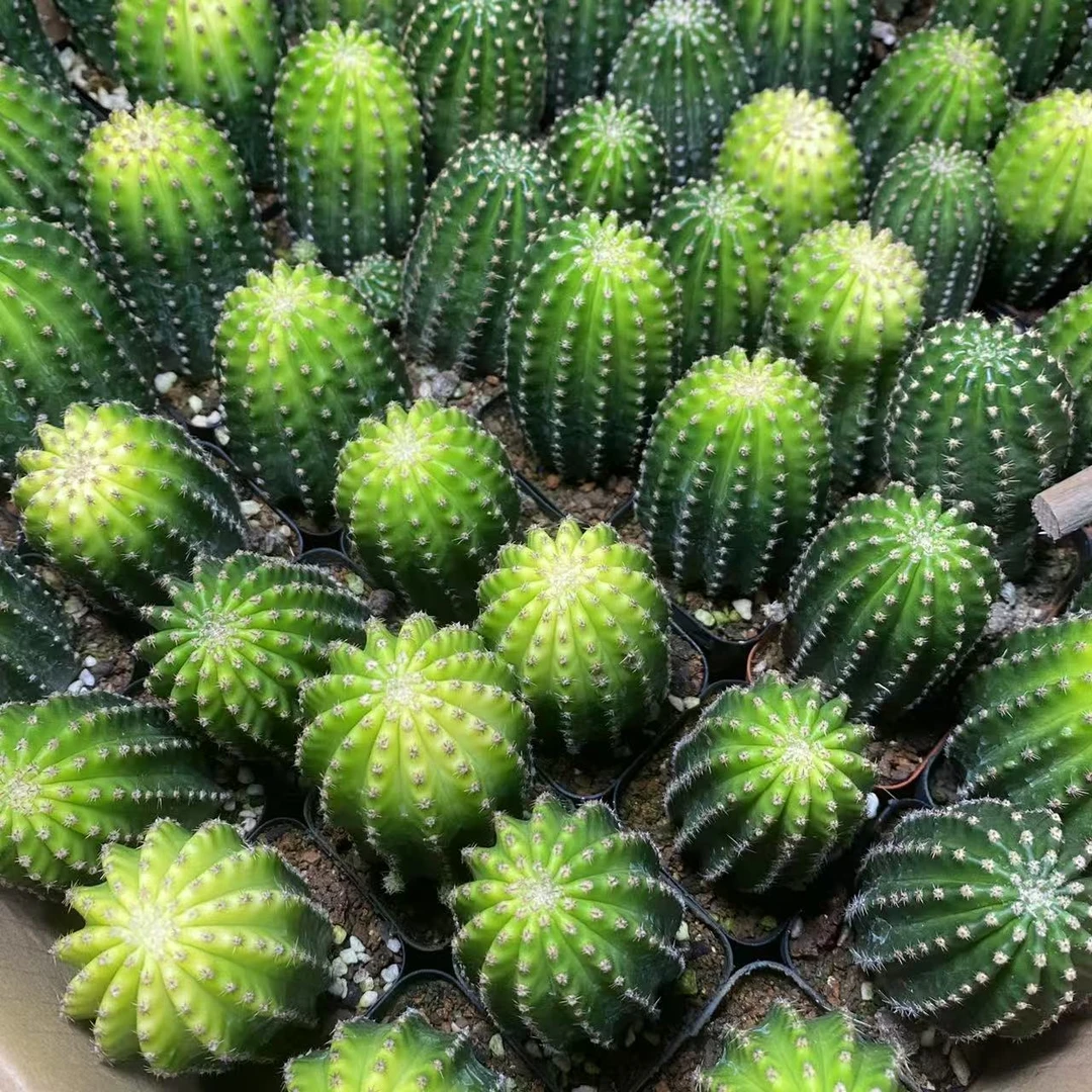 单头黑金刚       仙人球植物漳州基地直发货 新手