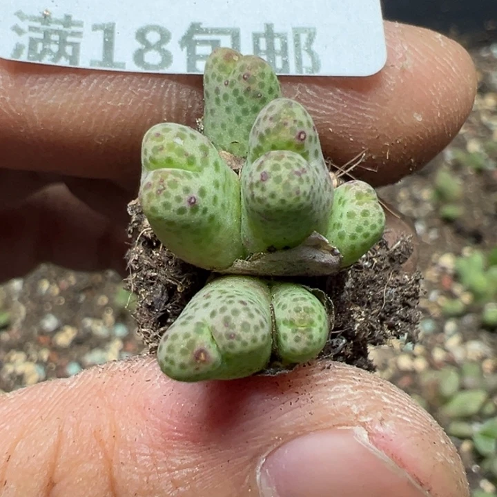 【闪购商品】 356。