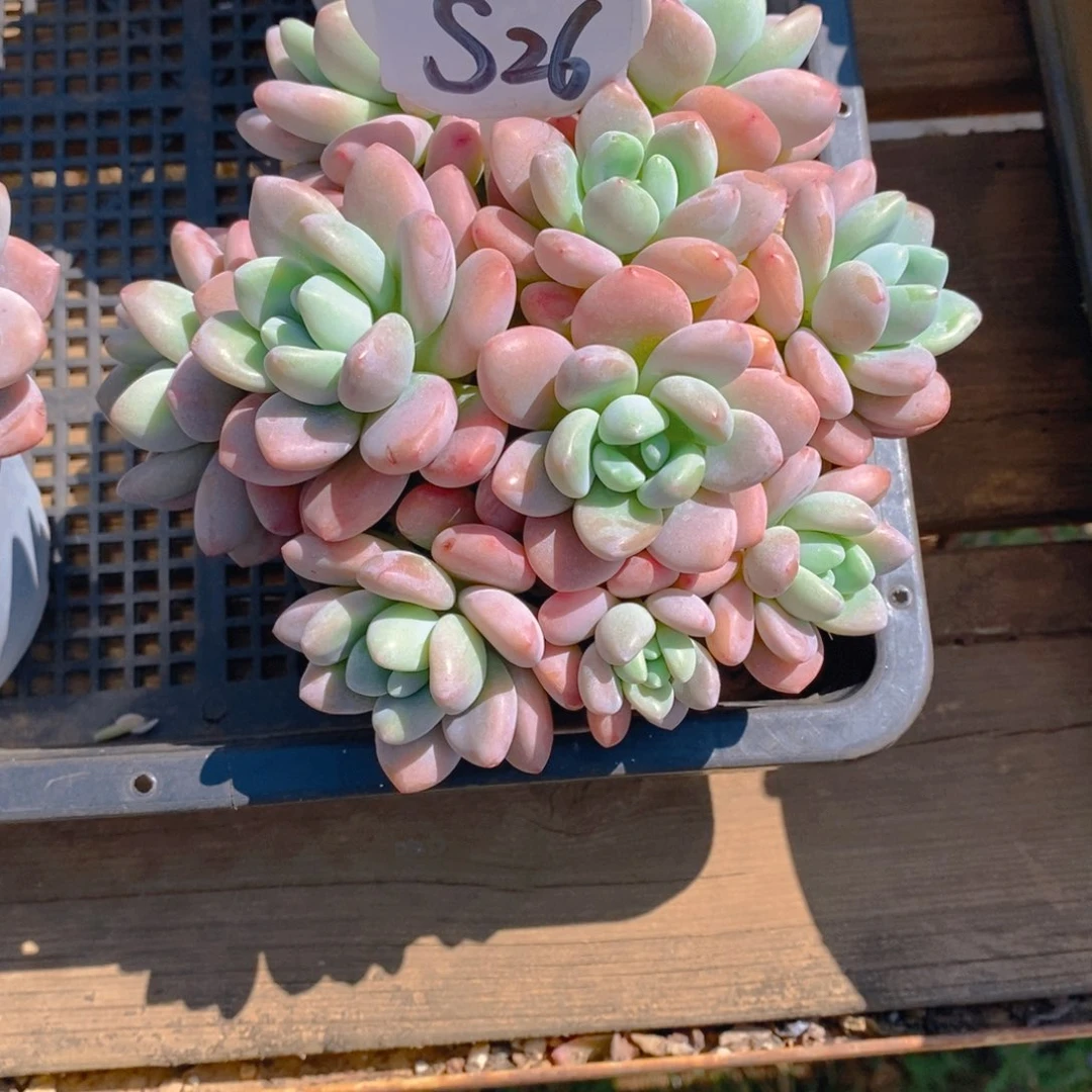 ✨****?红洛神群多肉植物