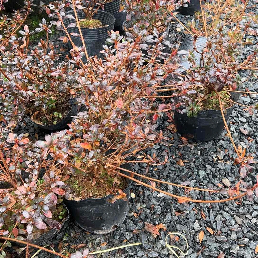 无花朵盆景皋月杜鹃天星之舞