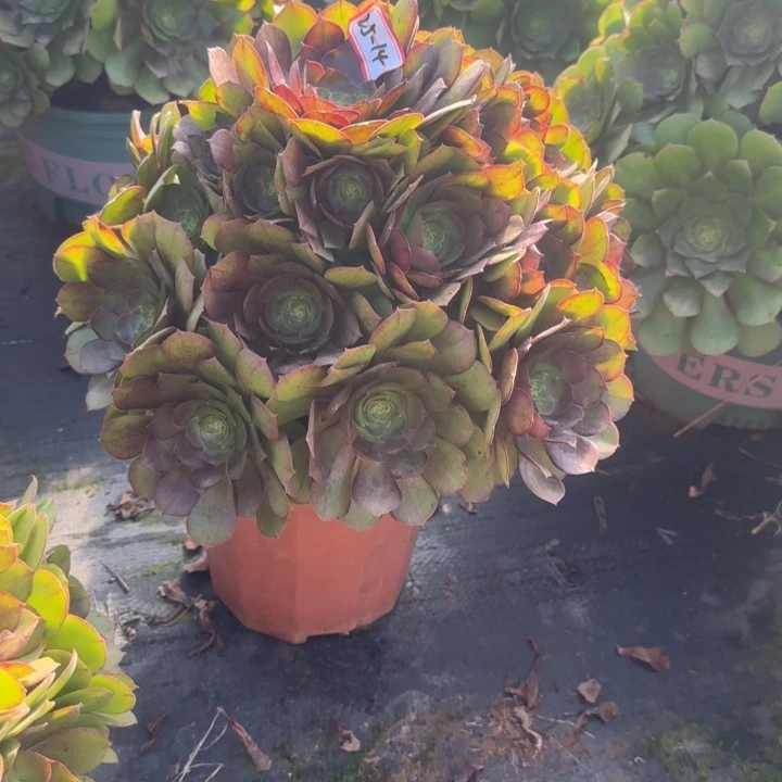 25-14万圣节多肉不包售后