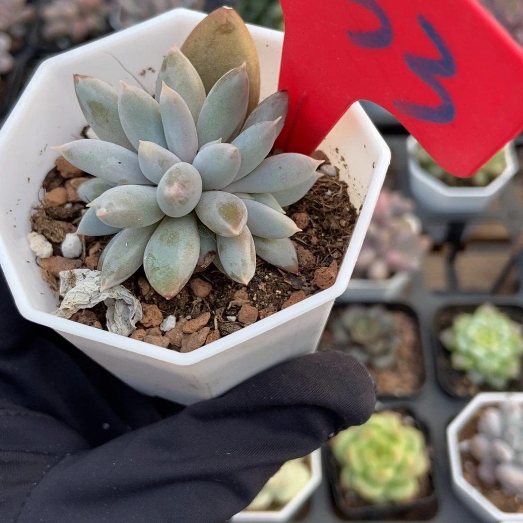 833哥特多肉植物多肉