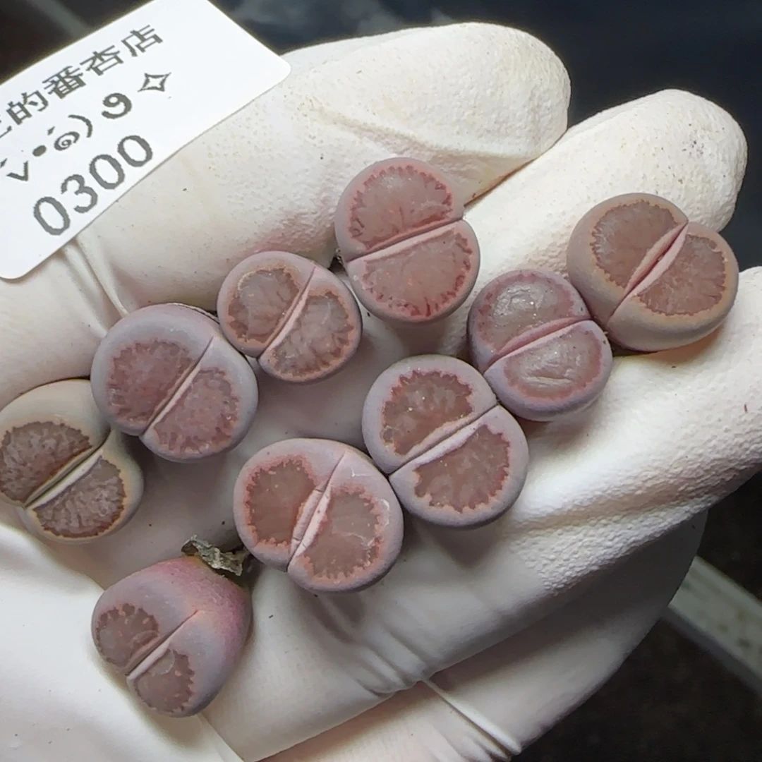 狂***须0300。默认脱土。18包邮。偏远88包邮