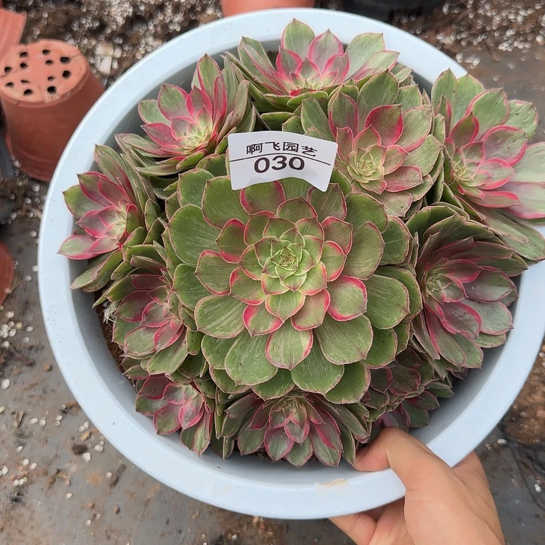 030多肉 莲花坐法师福利