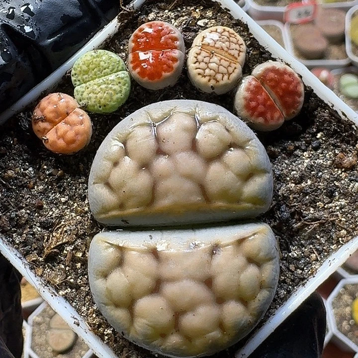 生石花111111。  300