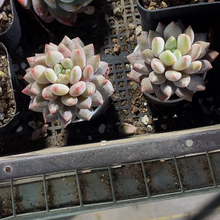 半夏3.8带盆土发