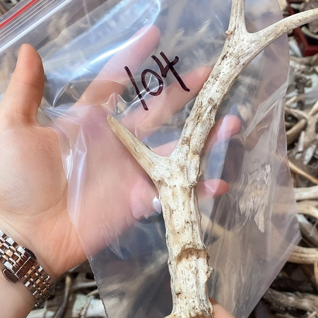 鹿角鹿角鹿角鹿鹿角