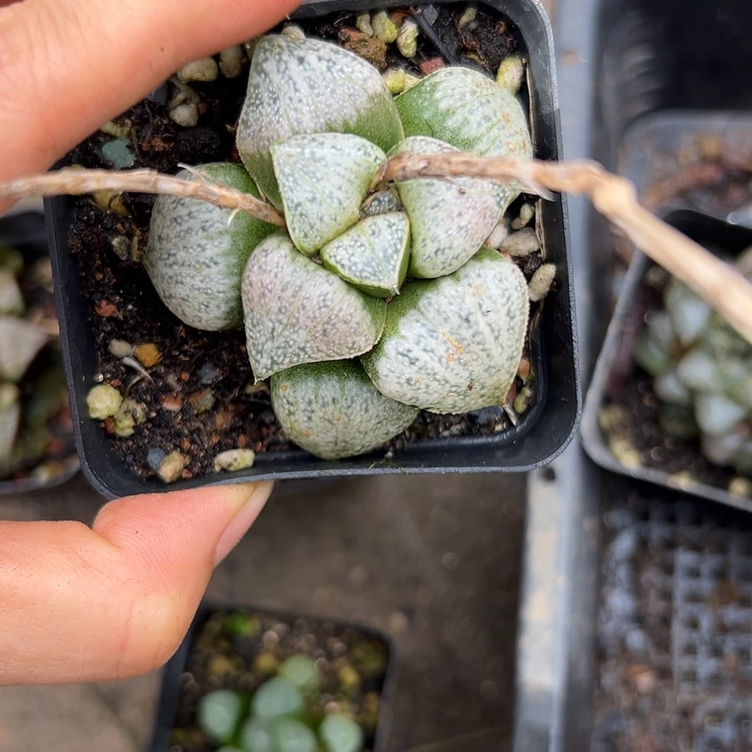 杜呃啊呃呃呃呃呃呃呃