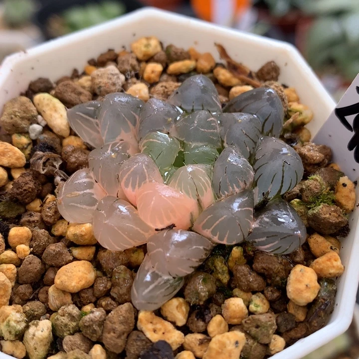 冰灯玉露锦，带盆发货