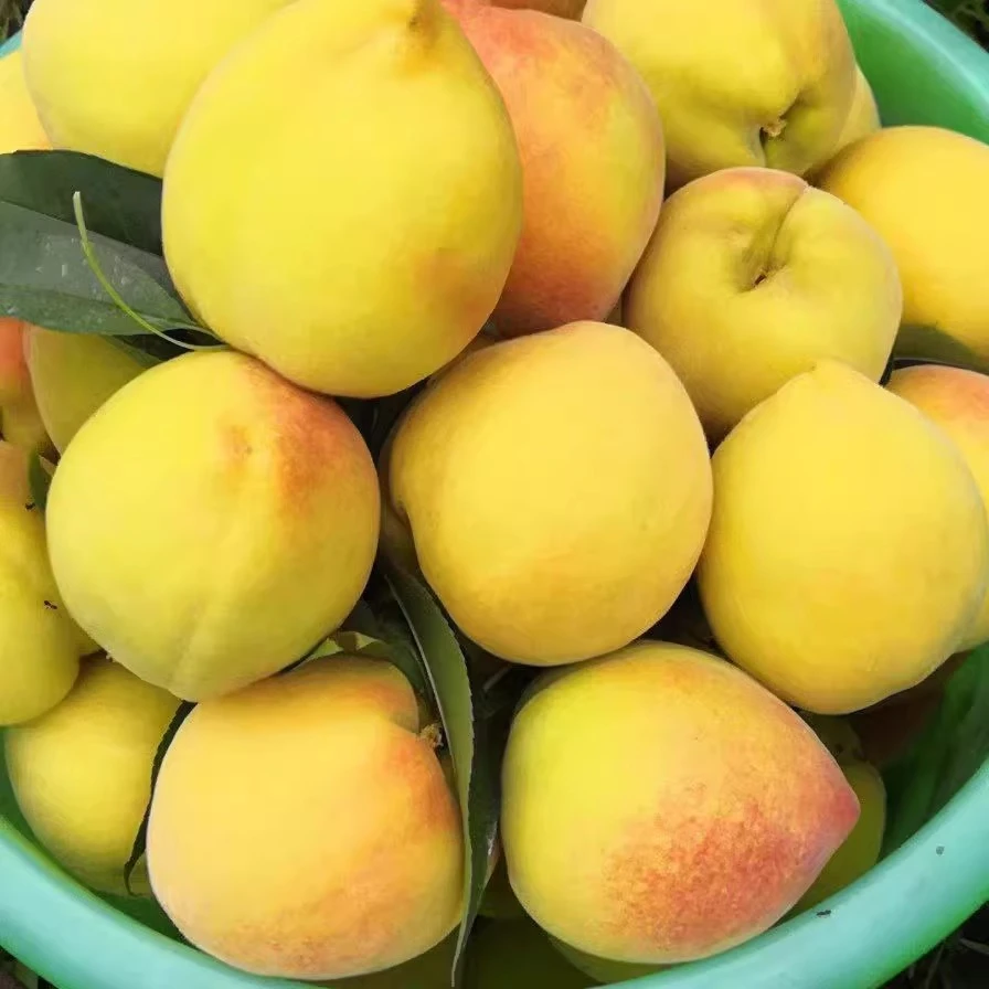 【小雨甄选】怀化锦绣黄桃只卖海拔500米以上高山农家黄桃不套袋