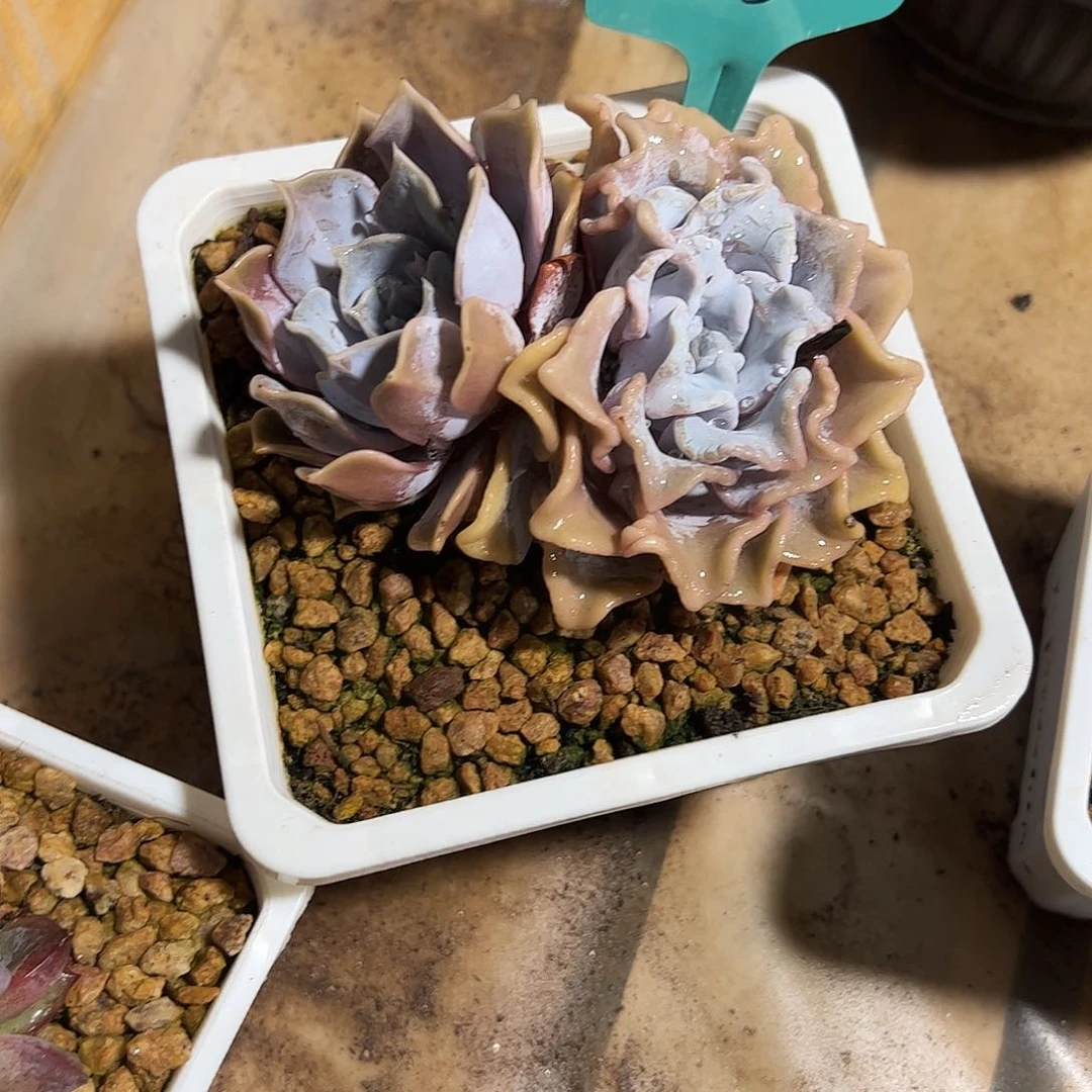 白饺子阴阳多肉植物