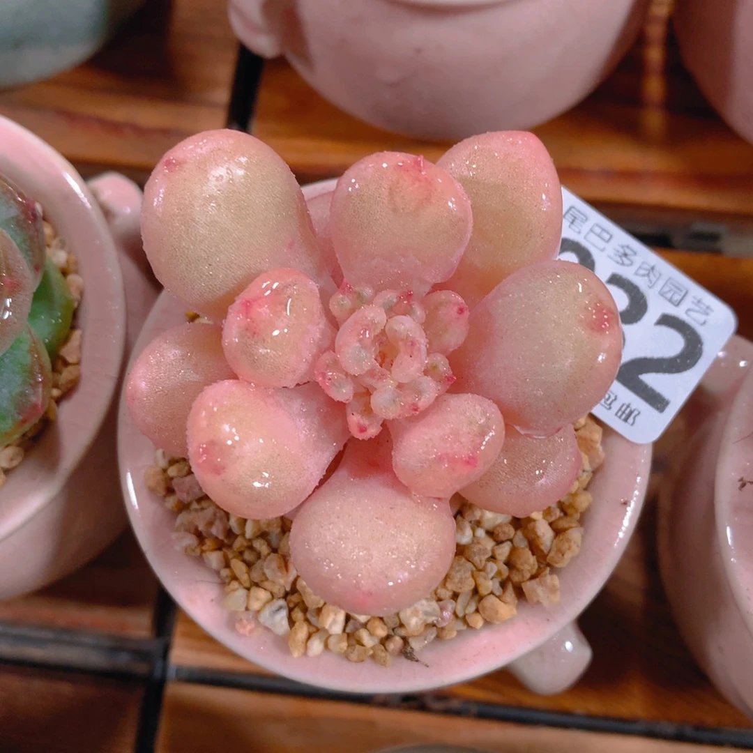 小尾巴5CM迷你拇指盆N032
