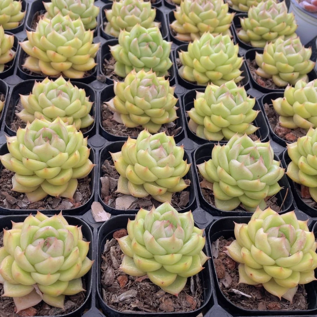 661号 新品青柠珍妮单头一个