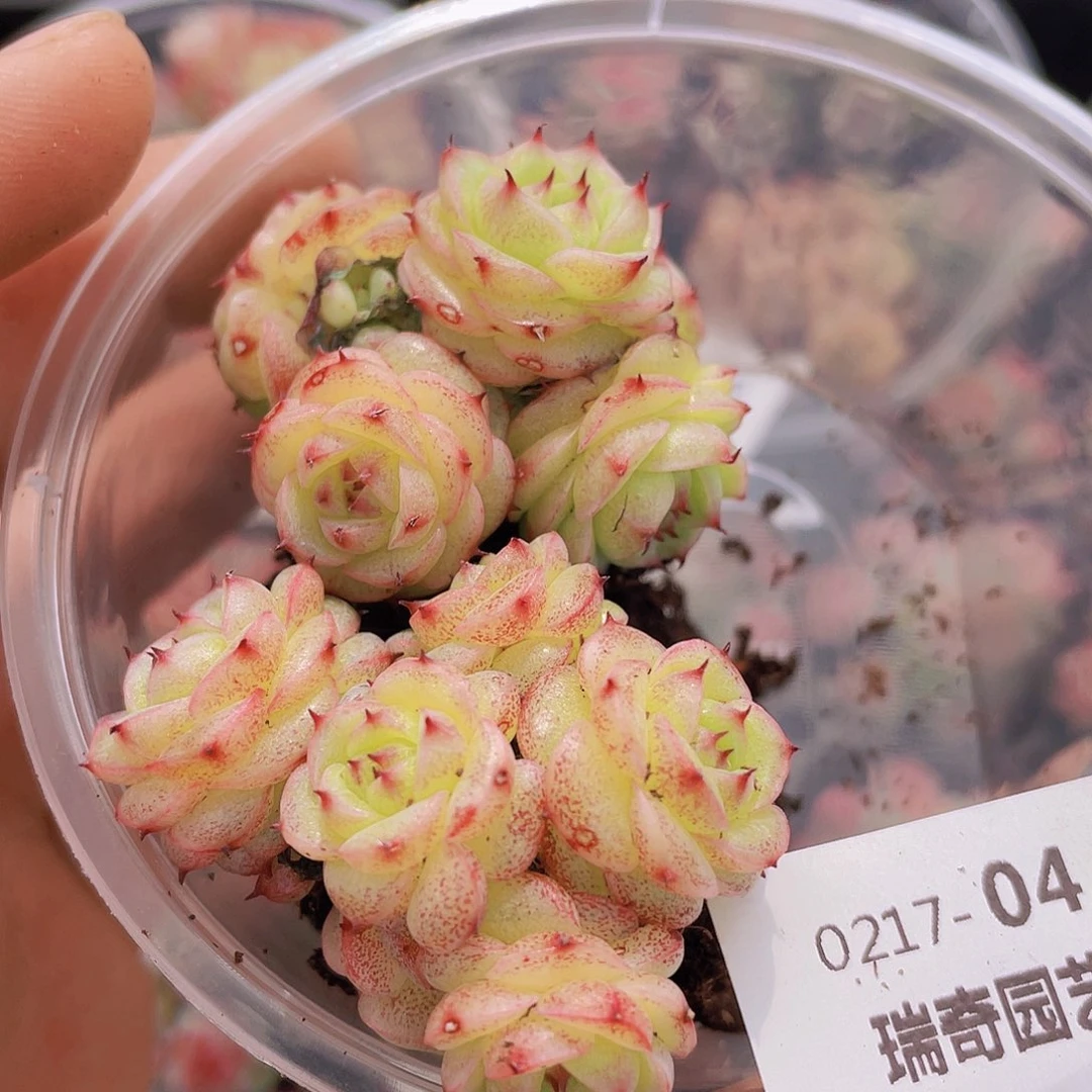 0000000000004量拍