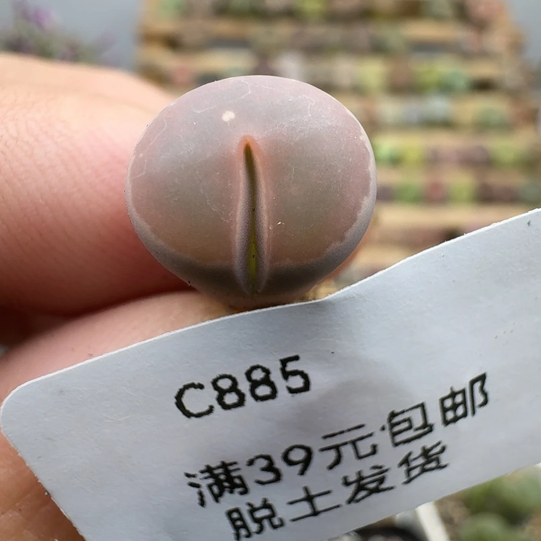 885多肉哈哈哈哈哈哈哈