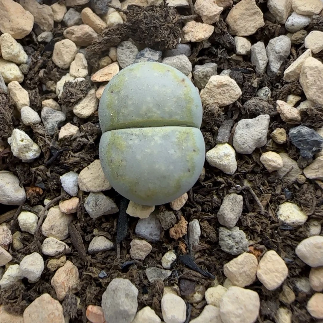 刘***音刘音音 生石花大棚直播