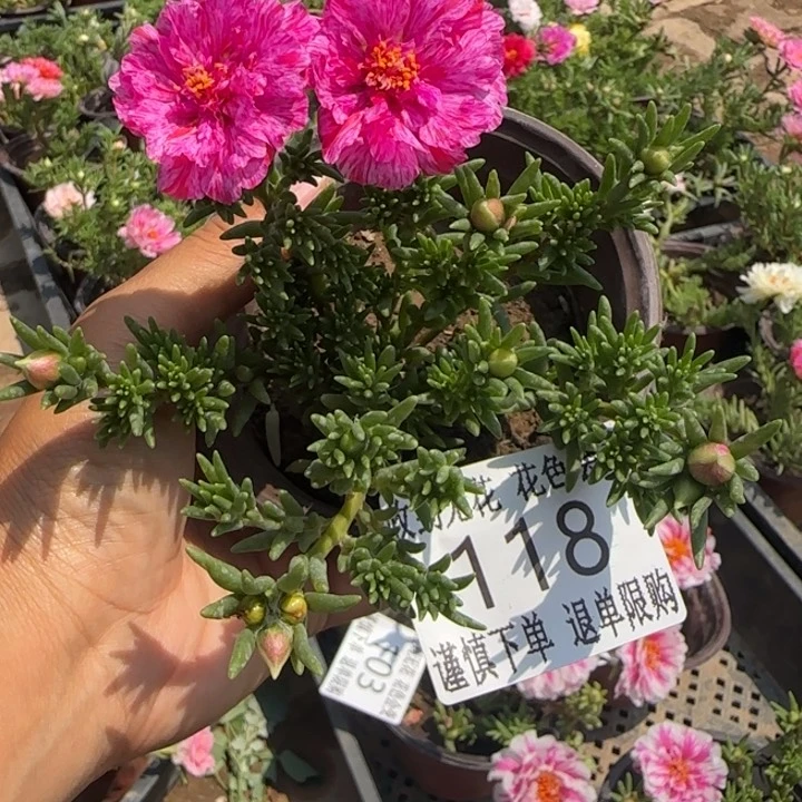 无花朵118美人脸超小苗盆口10cm