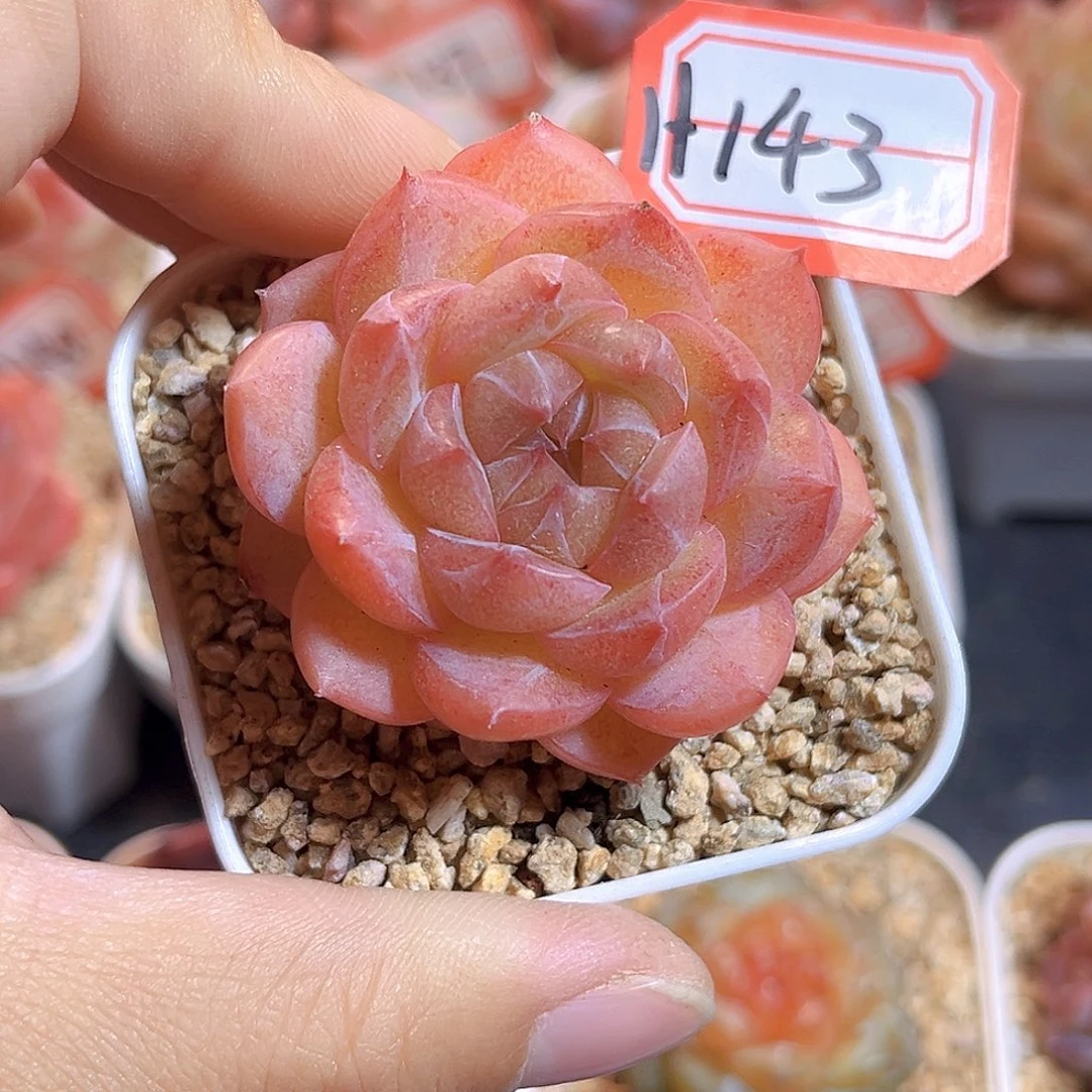 H143  新品珍妮满18包邮