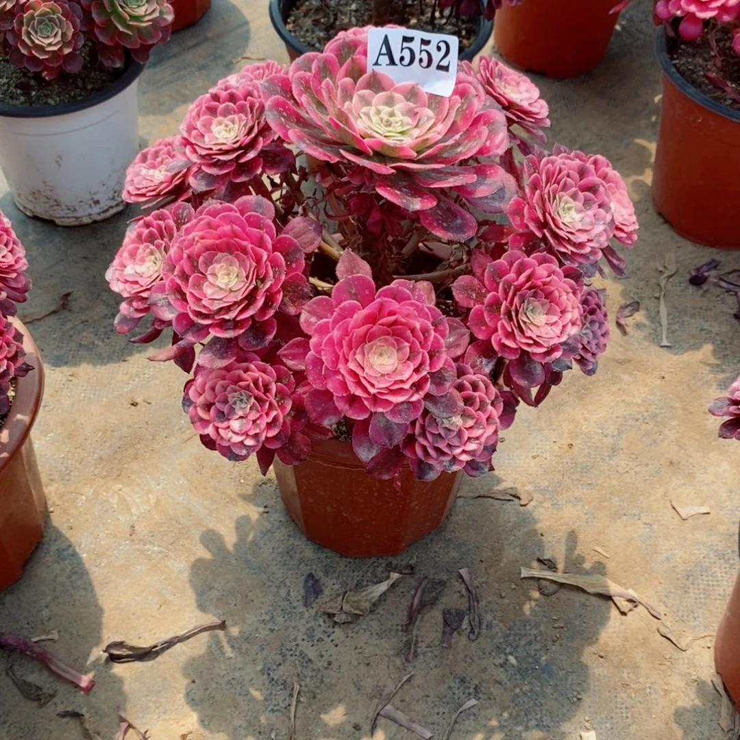 (***)嫩桩红铜白552多肉法师