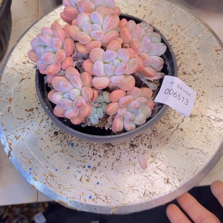 小***姐多肉一物一拍6513