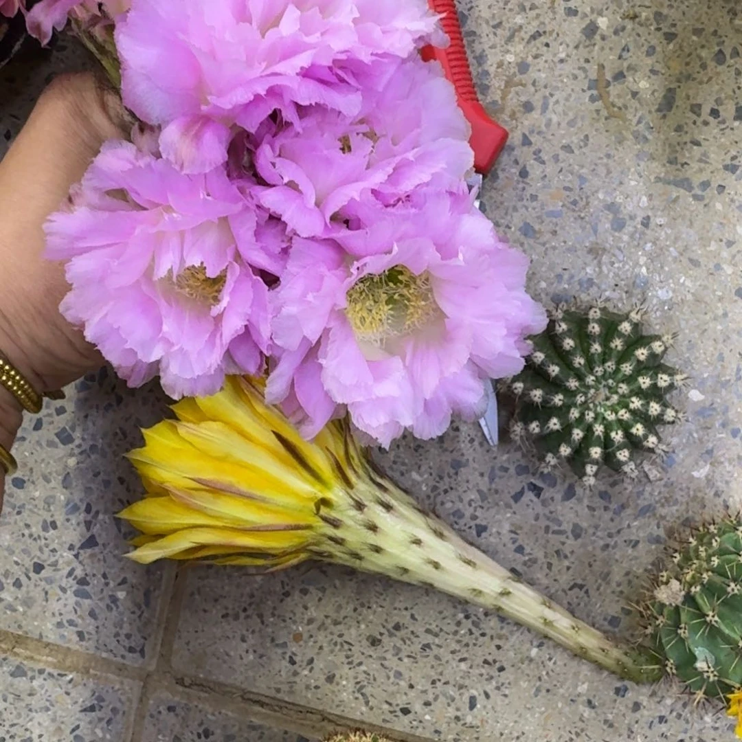 309彩草新粉洛歪无根侧牙4公分左右，20包邮