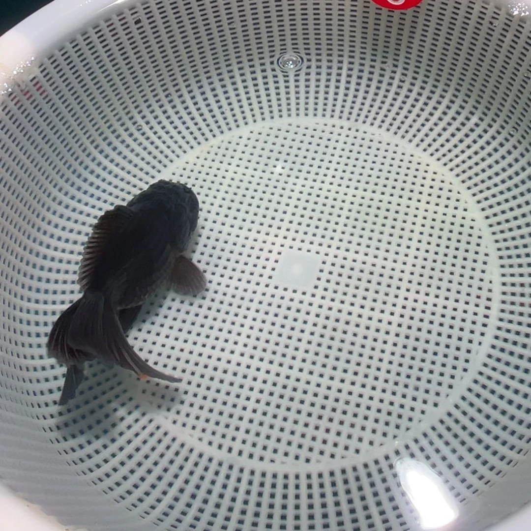 金鱼冷水观赏鱼混搭