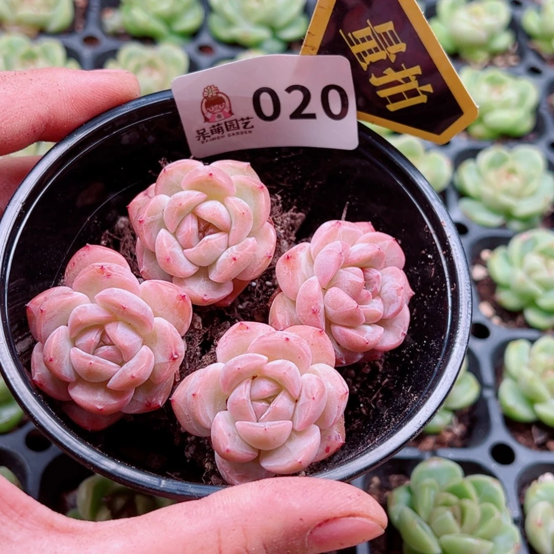 当前无花朵，栽培后可花朵