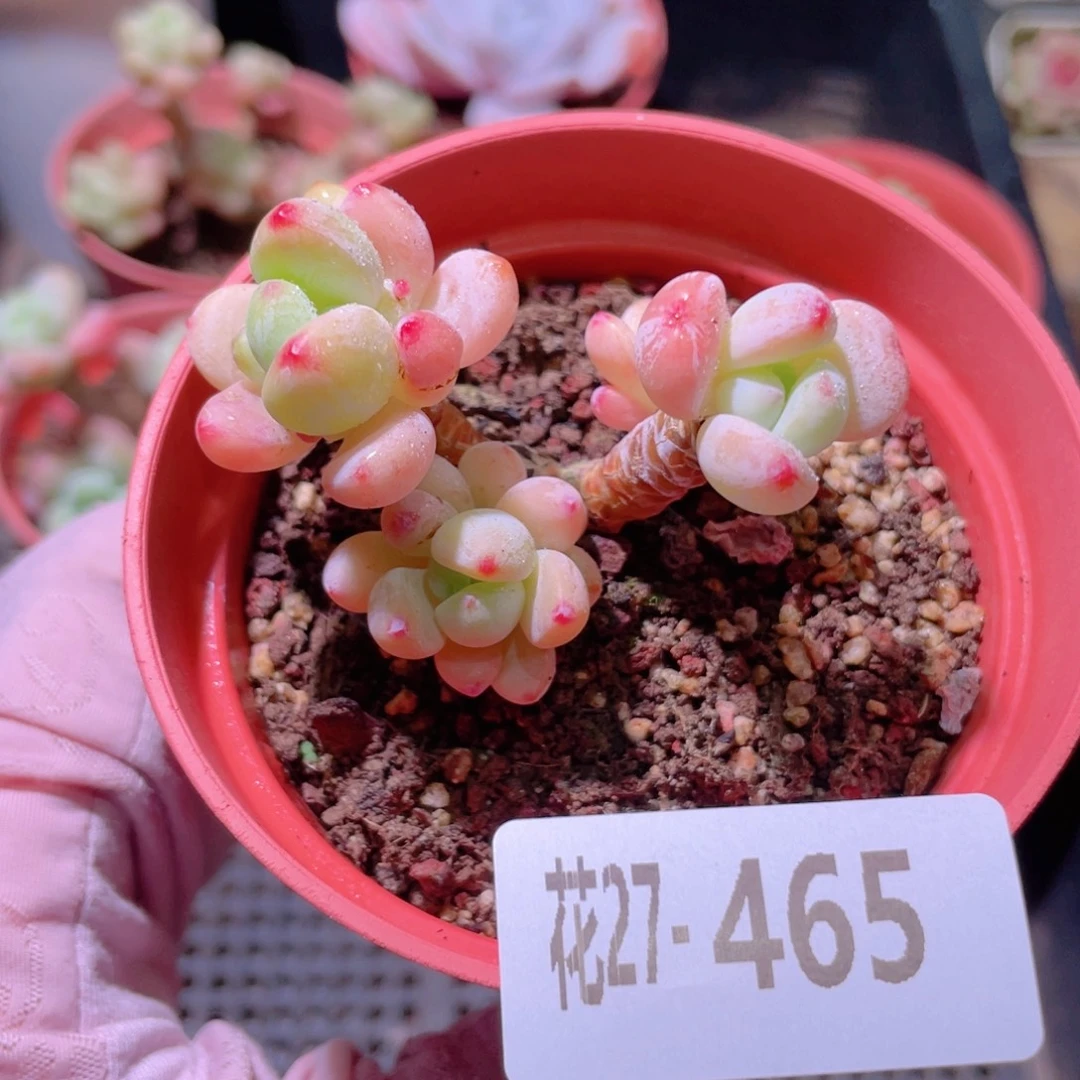 花利美27-465罗琦