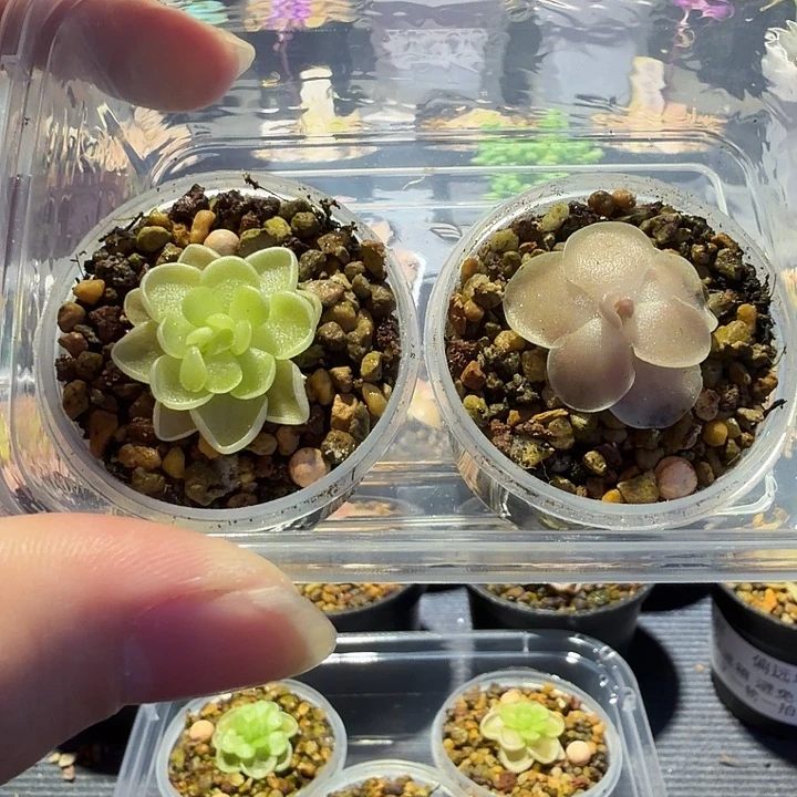 无花朵捕虫堇脱土发爱丝爱石88100