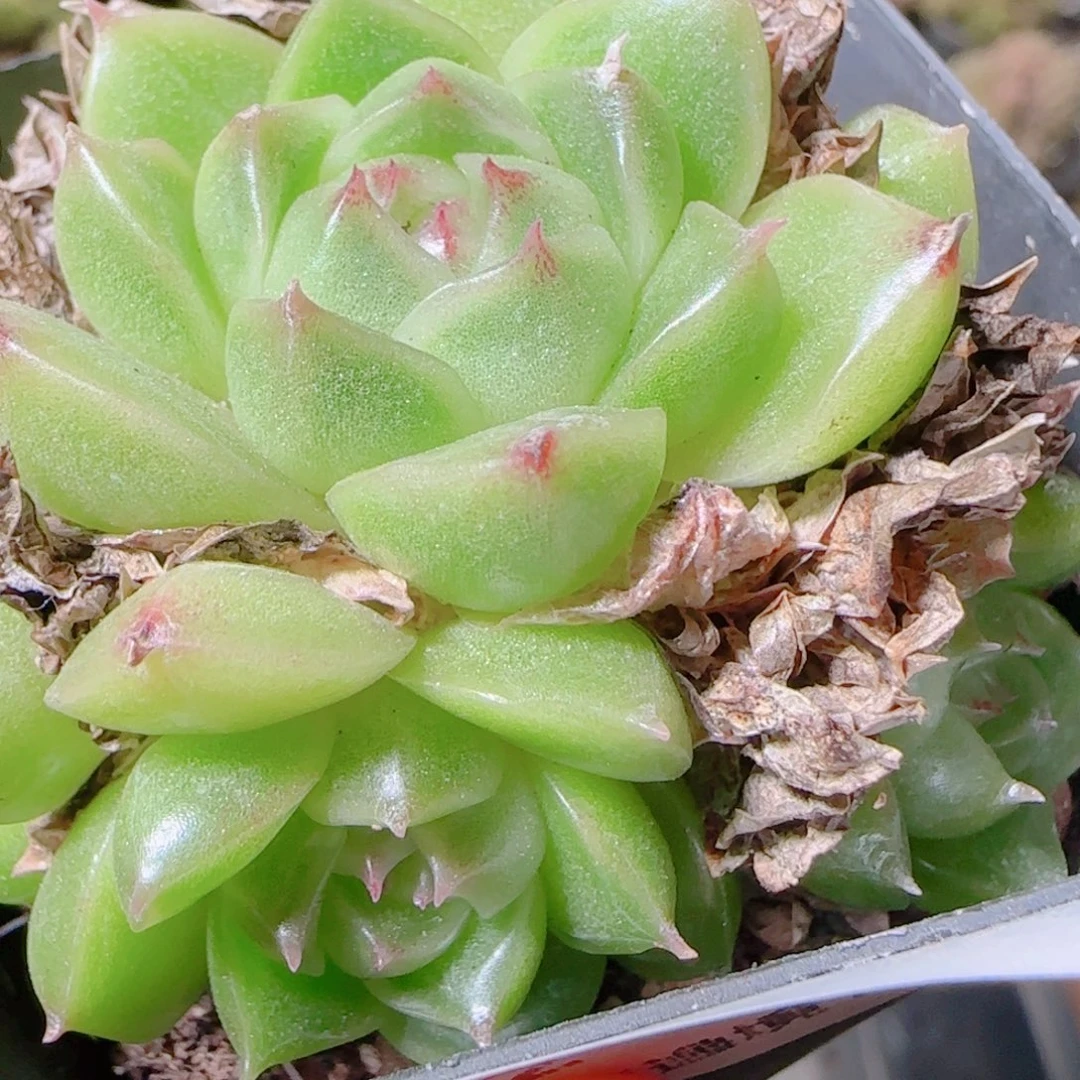 花语逸镜1105-02开播福利散