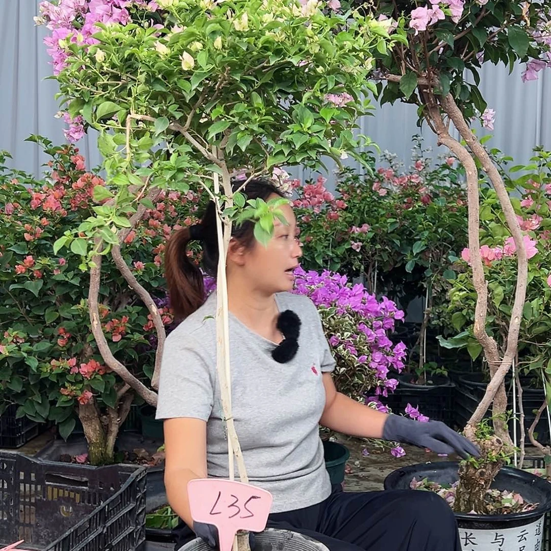 老***坊大部分花苞少量开放L35魔法樱花
