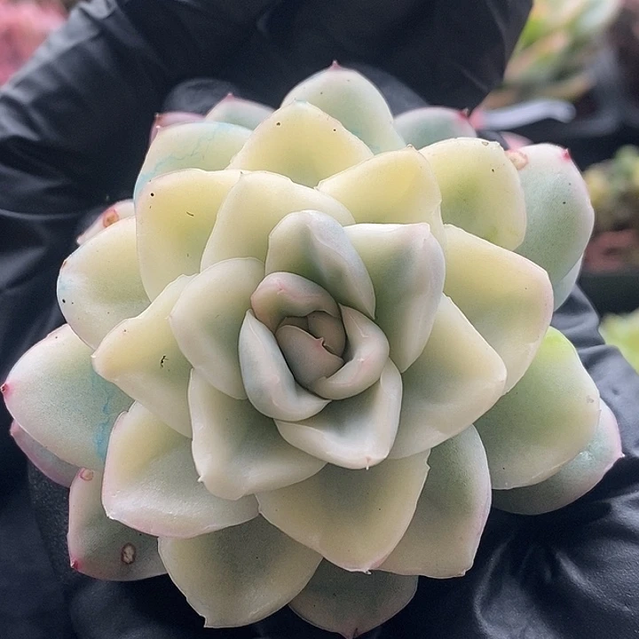 宽锦雪鸳腹轮锦多肉植物