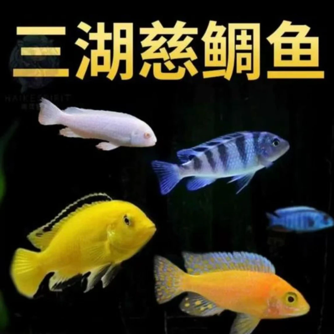 鲷科鱼活体练手鱼三湖慈鲷马鲷杂鲷鱼热带淡水好养耐活小型观赏鱼