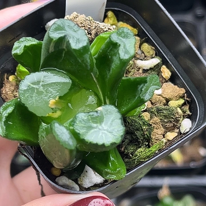 59稻妻万象锦发发发发发发