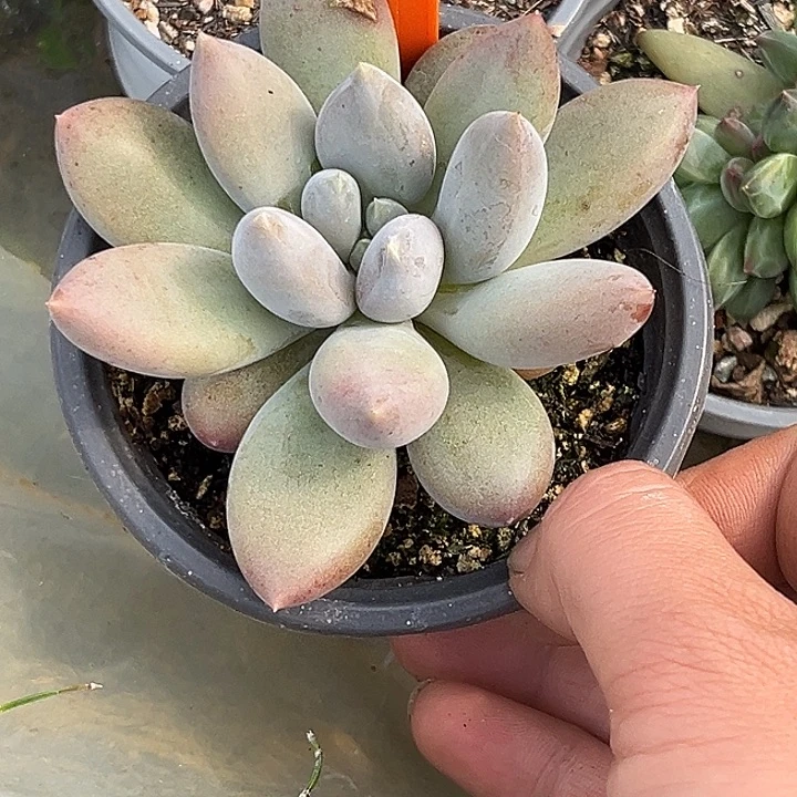 北***北多肉植物哥特单头478