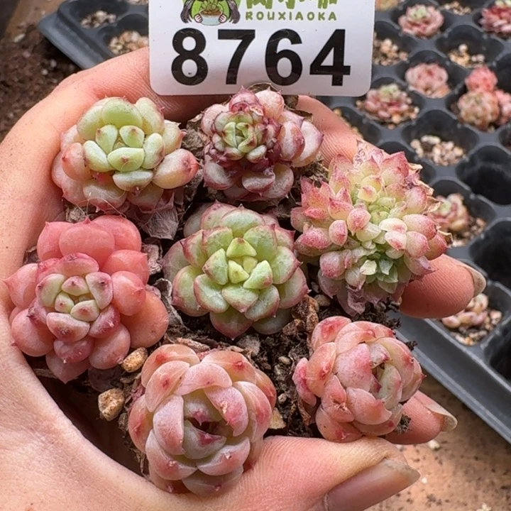 当前无花朵，栽培后可花朵多肉植物多肉植物