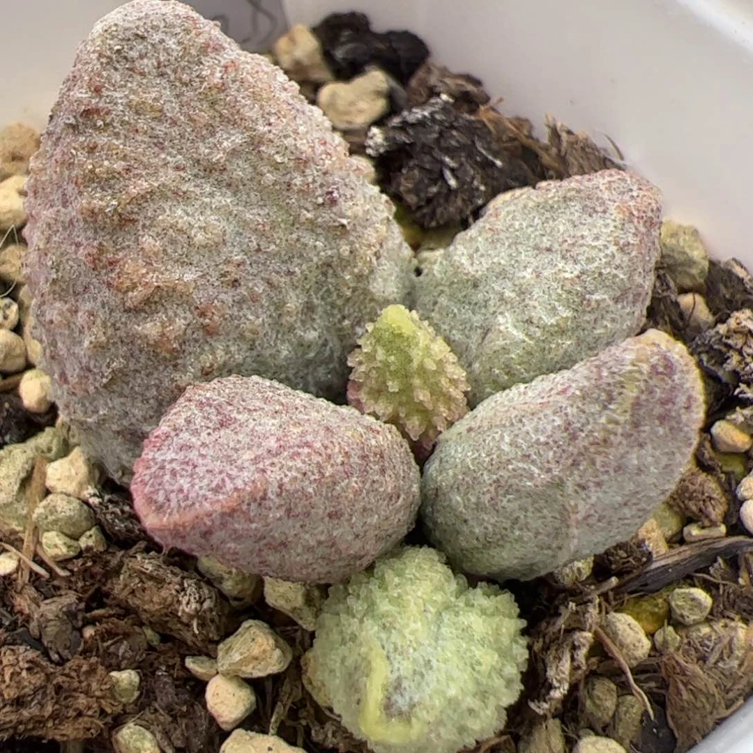 翡翠哈莫大苗多肉植物水泡多肉植物