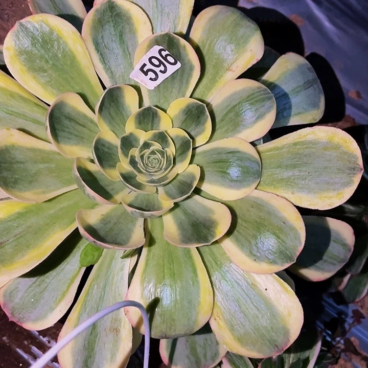 696加州香炉盘锦多肉植物处理不售后