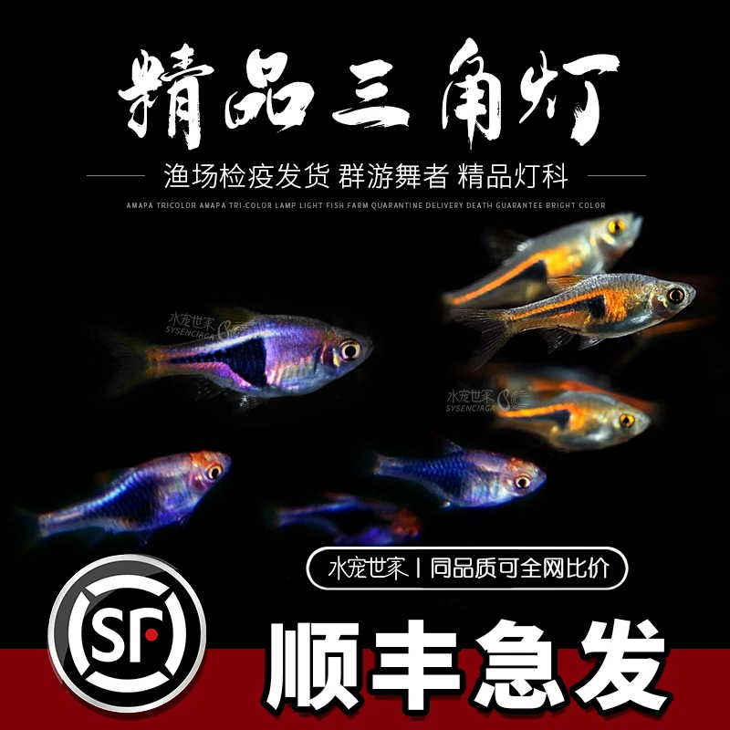 三角灯科鱼活体红绿灯群游三角灯鱼淡水鱼小型热带活体小鱼观赏鱼