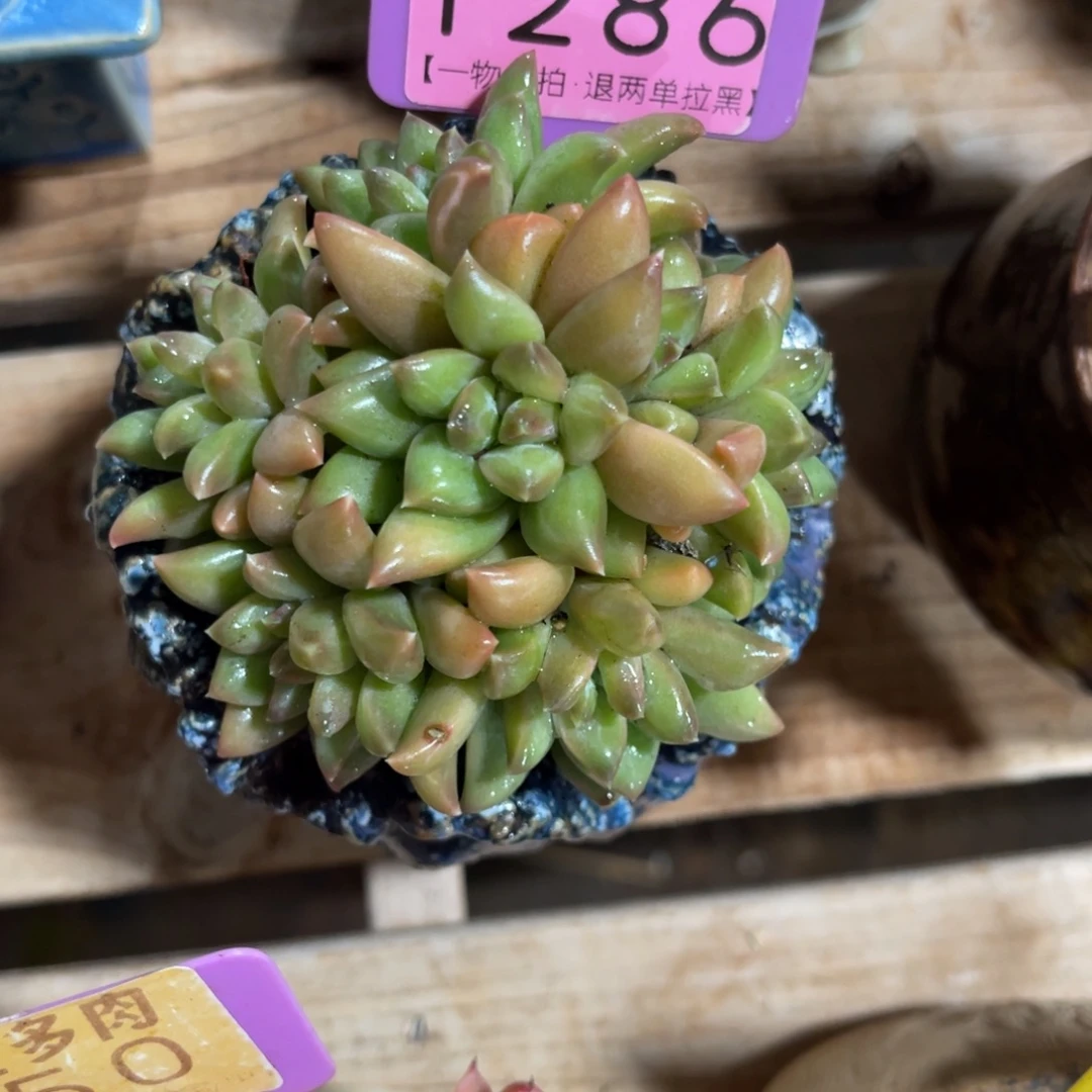 云尘多肉一物一拍1286不含盆